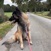 Chienne tervueren de 5 ans #2