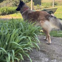 Chienne tervueren de 5 ans #4