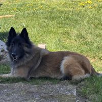 Chienne tervueren de 5 ans #5