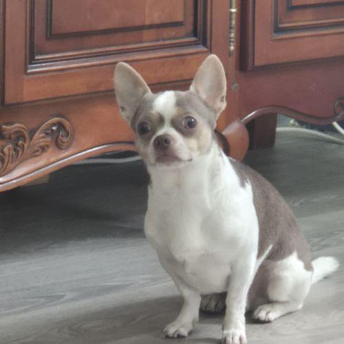 Chien chihuahua #1