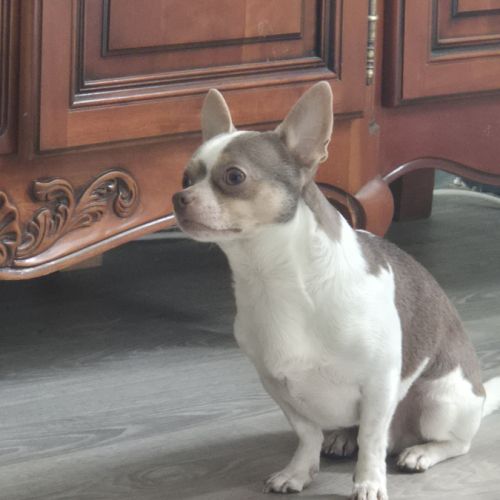 Chien chihuahua #2