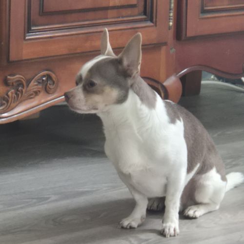 Chien chihuahua