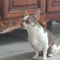 Chien chihuahua #2