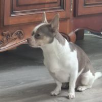 Chien chihuahua #0
