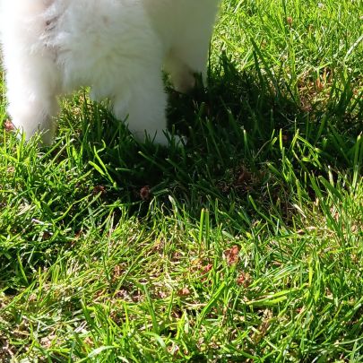 Chiot spitz #2
