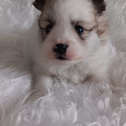 Chiot spitz