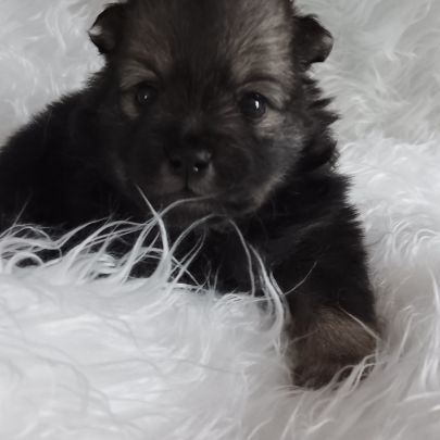 Chiot spitz #7