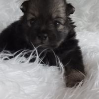 Chiot spitz #7