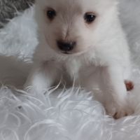 Chiot spitz #8