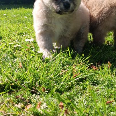 Chiot spitz #1