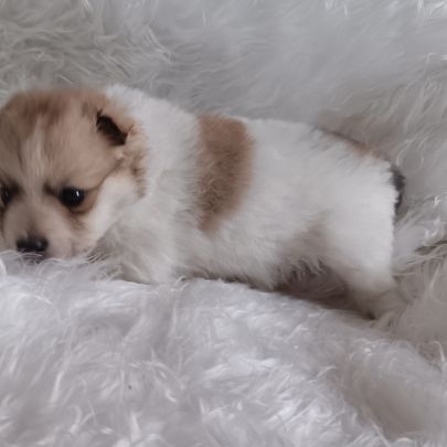 Chiot spitz #5