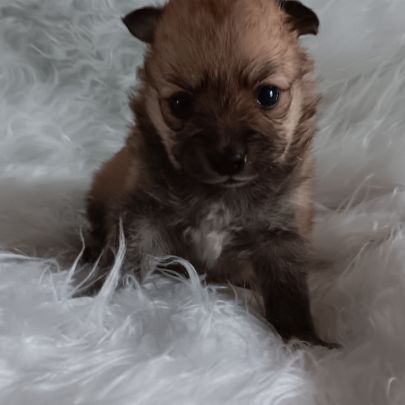 Chiot spitz #6