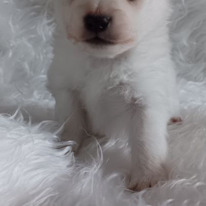 Chiot spitz #8