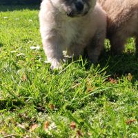 Chiot spitz #1
