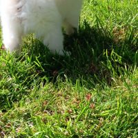 Chiot spitz #2