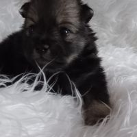 Chiot spitz #7