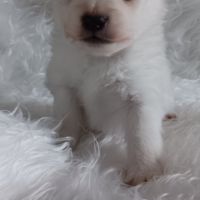 Chiot spitz #8