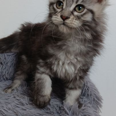Chaton maine coon #5