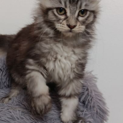 Chaton maine coon #6