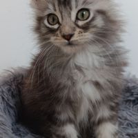 Chaton maine coon #2