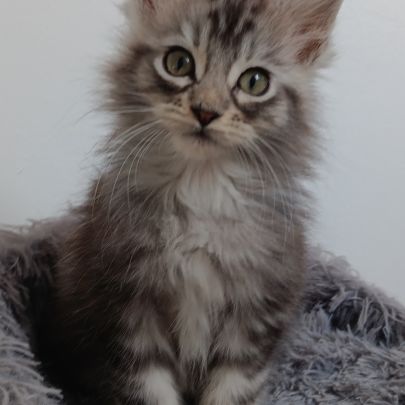 Chaton maine coon #1