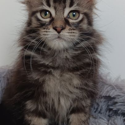 Chaton maine coon #4