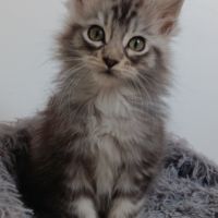 Chaton maine coon #1