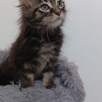 Chaton maine coon #3
