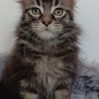 Chaton maine coon #4