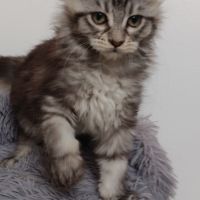 Chaton maine coon #0