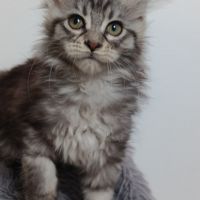 Chaton maine coon #6
