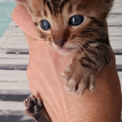 Chaton bengal