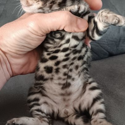 Chaton bengal #5