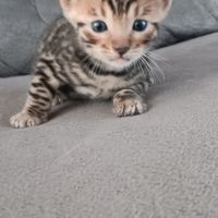 Chaton bengal #4