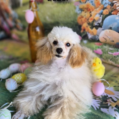 Chiots caniches toys et tini toy