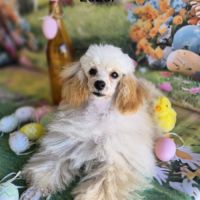 Chiots caniches toys et tini toy #0
