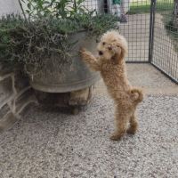 Chiots caniches toys et tini toy #2