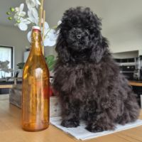 Chiots caniches toys et tini toy #3