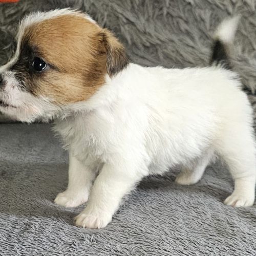 Chiot excellente lignée et calme #0