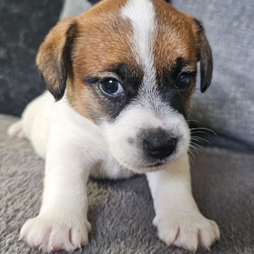 Chiot excellente lignée et calme #2