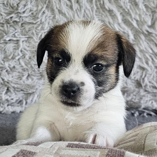 Chiot excellente lignée et calme #5