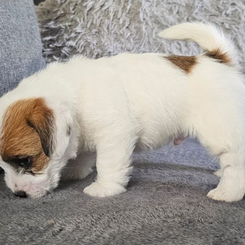 Chiot excellente lignée et calme #6