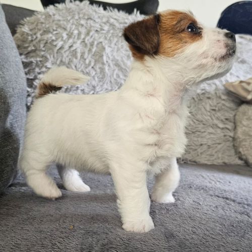 Chiot excellente lignée et calme #8