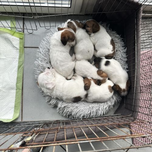 Chiot excellente lignée et calme #9