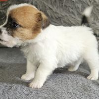 Chiot excellente lignée et calme