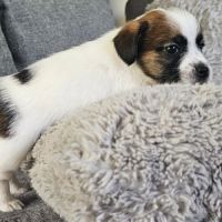 Chiot excellente lignée et calme #3