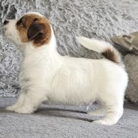 Chiot excellente lignée et calme #7