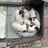 Chiot excellente lignée et calme #9