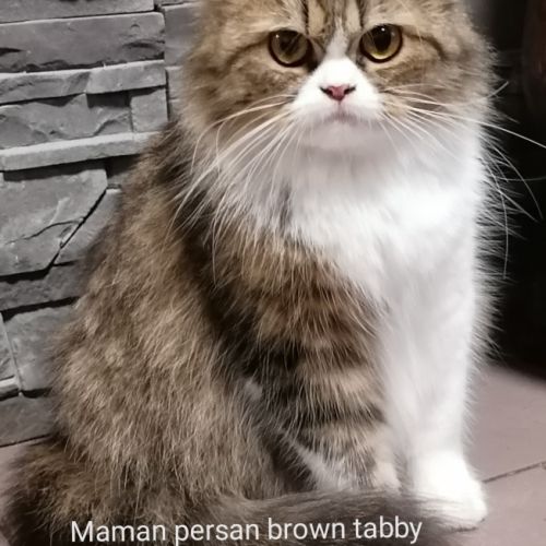 Chaton persan chinchilla #1