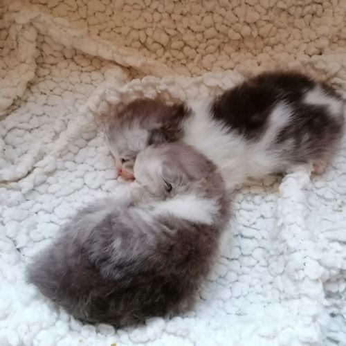 Chaton persan chinchilla #2